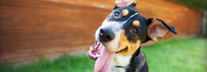 Best Dog Collar